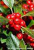 Ilex verticillata 'Firestorm' fruit