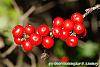 Ilex verticillata 'Firestorm' fruit