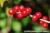 Ilex verticillata 'Firestorm' fruit