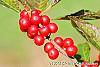 Ilex verticillata 'Oosterwijk' fruit