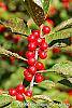 Ilex verticillata 'Oosterwijk' fruit
