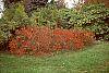Ilex verticillata 'Red Sprite' habit