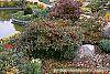 Ilex verticillata 'Red Sprite' habit