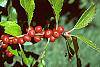 Ilex verticillata 'Red Sprite' fruit