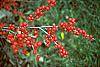 Ilex verticillata 'Red Sprite' fruit