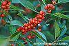 Ilex vertcillata 'Shortcake' fruit
