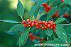Ilex vertcillata 'Shortcake' fruit