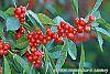 Ilex vertcillata 'Shortcake' fruit