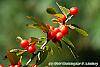Ilex vertcillata 'Shortcake' fruit