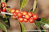 Ilex vertcillata 'Shortcake' fruit