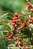 Ilex vertcillata 'Shortcake' fruit