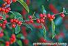Ilex verticillata 'Tasquam' fruit