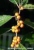 Ilex verticillata 'Winter Gold' fruit