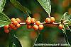 Ilex verticillata 'Winter Gold' fruit