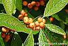 Ilex verticillata 'Winter Gold' fruit
