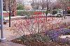 Ilex verticillata 'Winter Red' habit