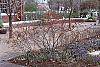 Ilex verticillata 'Winter Red' habit