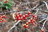 Ilex verticillata 'Winter Red' fruit
