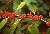 Ilex verticillata 'Winter Red' fruit