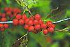 Ilex verticillata 'Winter Red' fruit
