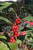 Ilex verticillata 'Winter Red' fruit