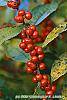 Ilex verticillata 'Winter Red' fruit