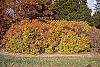 Ilex verticillata 'Winter Red' fall color