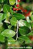 Ilex vomitoria leaves