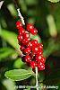Ilex vomitoria fruit