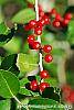 Ilex vomitoria fruit