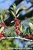 Ilex vomitoria fruit