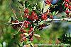 Ilex vomitoria fruit