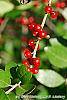Ilex vomitoria fruit