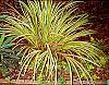Acorus gramineus 'Ogon' habit
