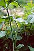 Arisaema dracontium flowers
