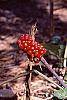 Arisaema triphyllum fruit