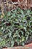Arum italicum ssp. italicum 'Marmoratum' habit