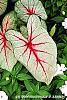 Caladium 'White Queen' leaves