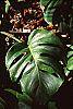 Monstera deliciosa leaves