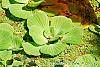 Pistia stratiotes habit