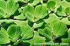 Pistia stratiotes habit