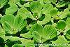 Pistia stratiotes habit