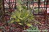 Chameerops humilis habit