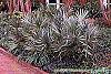 Serenoa repens habit