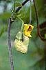 Aristolochia manshuriensis flowers