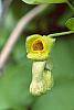 Aristolochia manshuriensis flowers