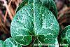 Asarum minor 'Honeysong' leaves