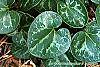 Asarum minor 'Honeysong' leaves