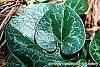 Asarum minor 'Honeysong' leaves
