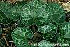 Asarum minor 'Honeysong' leaves